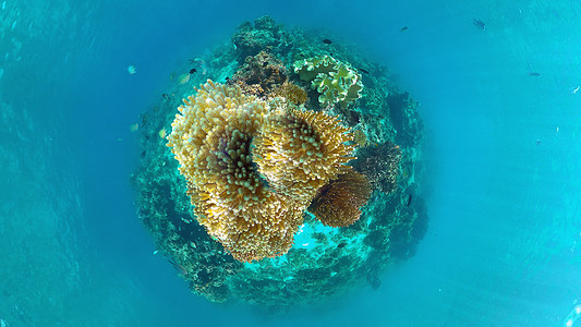 珊瑚礁和热带鱼类 菲律宾潘格劳旅行生活海洋热带鱼动物景观旅游蓝色环境热带图片