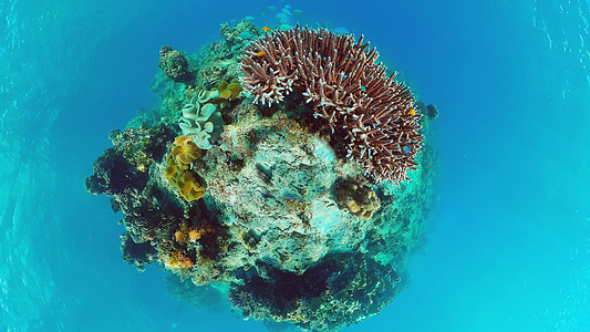 珊瑚礁和热带水下鱼类 菲律宾潘格劳图片