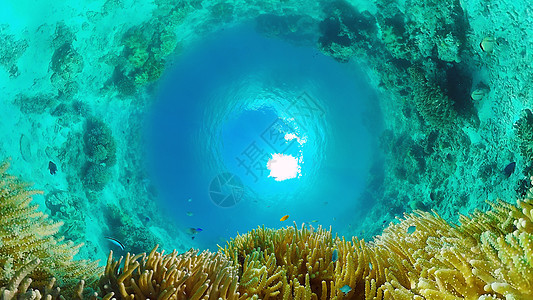 珊瑚礁和鱼在水下 菲律宾博霍尔热带鱼环境动物情调热带潜水珊瑚浮潜蓝色异国图片