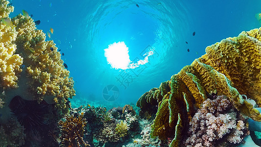 珊瑚礁和热带鱼类 菲律宾博霍尔礁石热带鱼蓝色情调景观海洋珊瑚浮潜探索异国图片