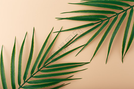 平躺在米色背景上的对角线上有两片棕榈叶 抽象现代热带背景的概念图片