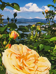 瑞士的花园 湖泊 山地和蓝色天空中美丽的玫瑰花朵 位于沃勒罗Wollerau 其背景 瑞士自然牡丹礼物生物植物香水生长香味园艺玫图片