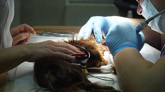 清理狗牙兽医牙齿医院医生牙医动物医疗药品犬类麻醉图片