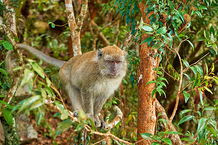 树枝上的野猴子关门了异国家庭天堂寺庙情调灵长类头发哺乳动物热带动物园图片