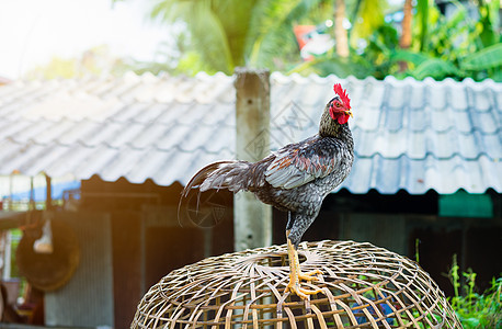 笼子里的游戏鸡黑色运动金子白色家禽男性鸡舍羽毛翅膀乡村图片