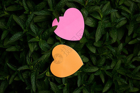 户外自然多叶植物灌木上的心形纸 爱的象征被放置在森林树叶的自然环境背景上木头绿色墙纸材料视角浪漫季节庆典礼物粉色图片
