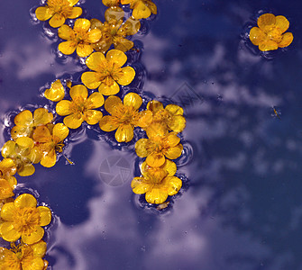 漂浮在紫色水面上的黄色花朵图片