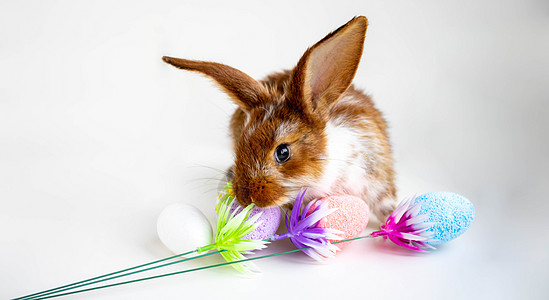 复活节棕色 有白色斑点 一只小兔子在白色背景的复活节彩蛋附近跳跃 复活节假期的概念投标宠物庆典哺乳动物耳朵展示假期鼻子兔子冒充图片