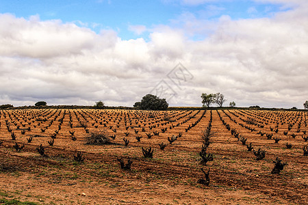 卡斯蒂利亚拉曼查灰色天空下的葡萄园景观场地葡萄自由红土地孤独天堂藤蔓地平线农业旅行背景图片