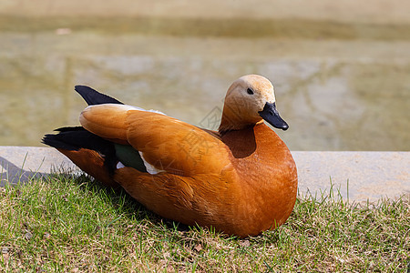 莫斯科池塘附近的超常橙鸭子Ogar本土航班动物群动物成年人野生动物大鸭子大鸟物种荒野图片