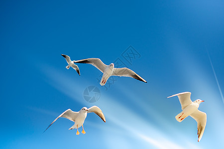 海鸥在天空中飞翔野生动物翅膀支撑动物家禽栖息地自由生活航班飞行图片