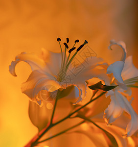 室内温暖的蜡烛光中白百合花叶子灯芯教会植物学背景精神石蜡宗教植物燃烧图片