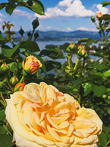 瑞士的花园 湖泊 山地和蓝色天空中美丽的玫瑰花朵 位于沃勒罗Wollerau 其背景 瑞士自然生物植物山脉香味生长植物学牡丹园艺图片