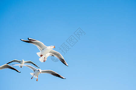 海鸥在天空中飞翔自由伙伴蓝色动物群航班鸟类生活朋友们海鸟家禽图片