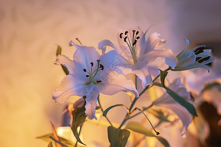 室内温暖的蜡烛光中白百合花宗教精神蜡烛植物群叶子烛光桌子季节花园背景图片