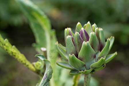 在农村正规花园中种植新鲜青绿新椰子菜园饮食植物收成生长营养烹饪花草叶子场地草药图片