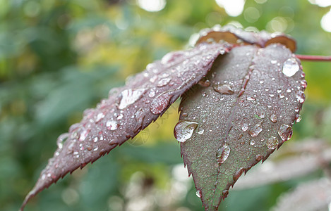 绿色绿叶雨滴静脉生长水滴液体植物气泡花园生活环境树叶图片