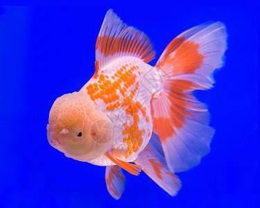 水族箱中的金鱼鱼缸宠物蝴蝶金子尾巴蓝色爱好眼睛风格水族馆图片