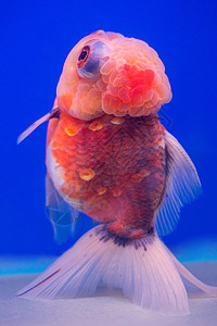 水族箱中的金鱼游泳舞蹈家宠物姿势运动蝴蝶鱼缸橙子水族馆爱好图片