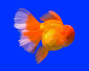 水族箱中的金鱼尾巴金子风格动物蓝色姿势爱好游泳眼睛鱼缸图片