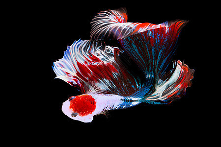 鱼咬黑底背蓝色芨芨草奢华异国游泳水族馆连体力量月亮生物学图片