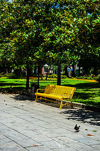 巴统新大道上的金属板凳玉兰长椅振作公园图片