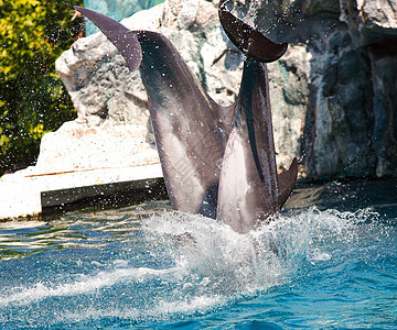 海豚在表演期间跳跃游泳脚蹼游泳者乐趣假期哺乳动物鼻子海洋动物鲸鱼图片