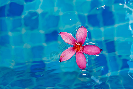 粉红花在蓝色泳池水上漂浮时拍到的紧贴镜头图片