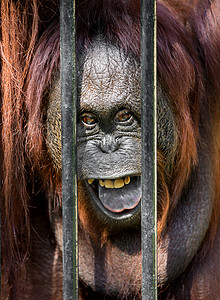 笼子里的奥兰古坦丛林哺乳动物栅栏动物监狱自由橙子灵长类荒野动物园图片