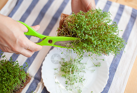 盘上餐巾纸碗碗中的微绿色绿花或芥子酱芽蔬菜健康饮食沙拉草本植物盘子食品食物剪刀植物女士图片