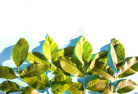在阳光下 绿色叶子在蓝色糊面背景上树叶季节框架生态植物小样木板异国绿色植物学校图片