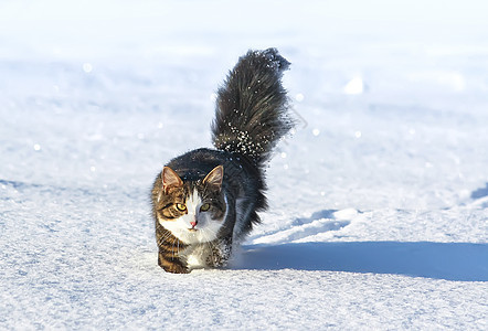 黑白猫在深雪中行走耳朵小猫雪花爪子短发胡须蓝色动物荒野冻结图片