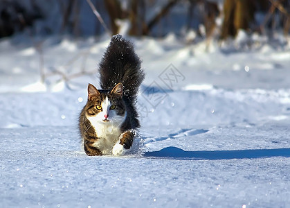 张梦雪黑白猫在深雪中行走虎斑毛皮短发小猫蓝色冻结猫科家庭哺乳动物爪子背景