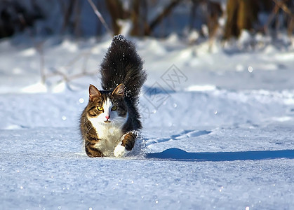 黑白猫在深雪中行走虎斑毛皮短发小猫蓝色冻结猫科家庭哺乳动物爪子图片