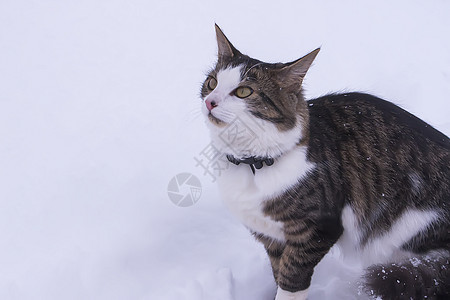 黑白猫在深雪中行走猫咪猫科哺乳动物头发短发冻结爪子荒野尾巴蓝色图片