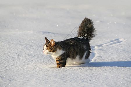黑白猫在深雪中行走雪花毛皮家庭胡须哺乳动物冻结耳朵爪子季节小猫图片