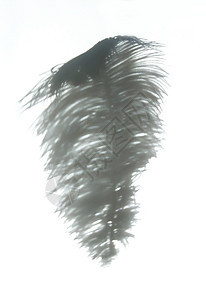 光背景上的乌厚羽毛和阴影想像力鹅毛笔鸵鸟压痛动物流动柔软度蓝色翅膀空气图片