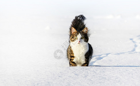 黑白猫在深雪中行走蓝色猫咪小猫头发尾巴季节新年天气毛皮哺乳动物图片