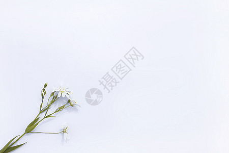 白色背景上的野花花束 平面布局浪漫雏菊乡村妈妈们洋甘菊季节纪念日周年植物高架图片