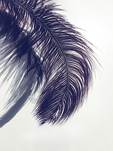 光背景上的乌厚羽毛和阴影翅膀想像力白色柔软度空气鸽子动物蓝色倒钩收藏图片