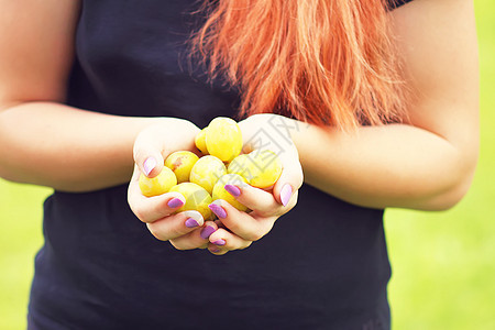 新鲜黄李子 将果子割给一只手图片