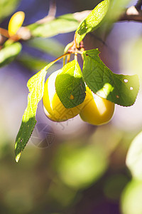 夏季花园树枝上的黄李子 季节性甜美的成熟水果图片
