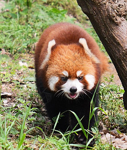 中国野生生物图野生动物世界旅游笔记本电话摄影旅行者游客假期博主图片