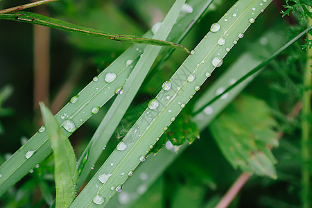 夏季草原上新鲜绿草 雨后滴水叶子生长刀刃环境草本植物水滴阳光天气花园植物图片