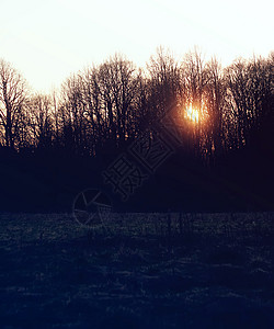 一棵树的树枝剪影在黎明苏木头植物群背景公园季节红色黄色日落太阳植物图片