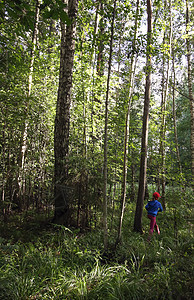 一个小女孩在夏日森林散步图片