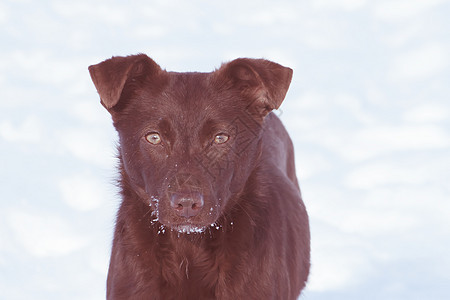 外面玩的狗狗后院诡计犬类生物训练草地头发微笑猎犬小狗图片