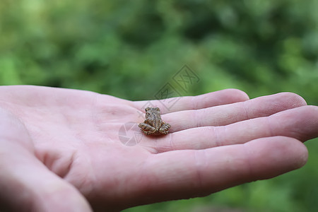 手上有青蛙好奇心学校男生教育动物科学棕榈宠物手指环境图片