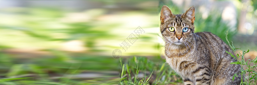 在绿草背景上有不同颜色的双眼 近距离地画下条纹棕色猫的肖像草地小猫花园浣熊眼睛健康猫咪成人动物公园图片
