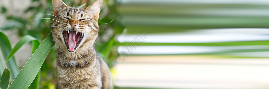 在绿草背景上贴近哈网猫的肖像 非小鼠猫浣熊虎斑花园胡须草地健康宠物眼睛成人猫咪图片